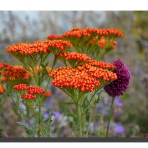 Achillea Millefolium 001. 16" x 12"