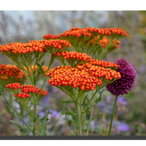Achillea Millefolium 001. 18" x 12"