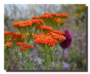 Achillea Millefolium 001. 20" x 16"