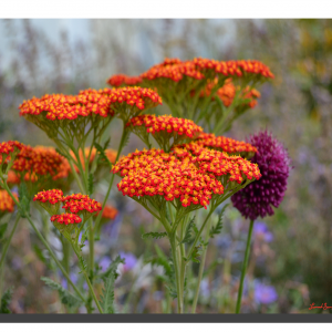 Achillea Millefolium 001. 20" x 16"