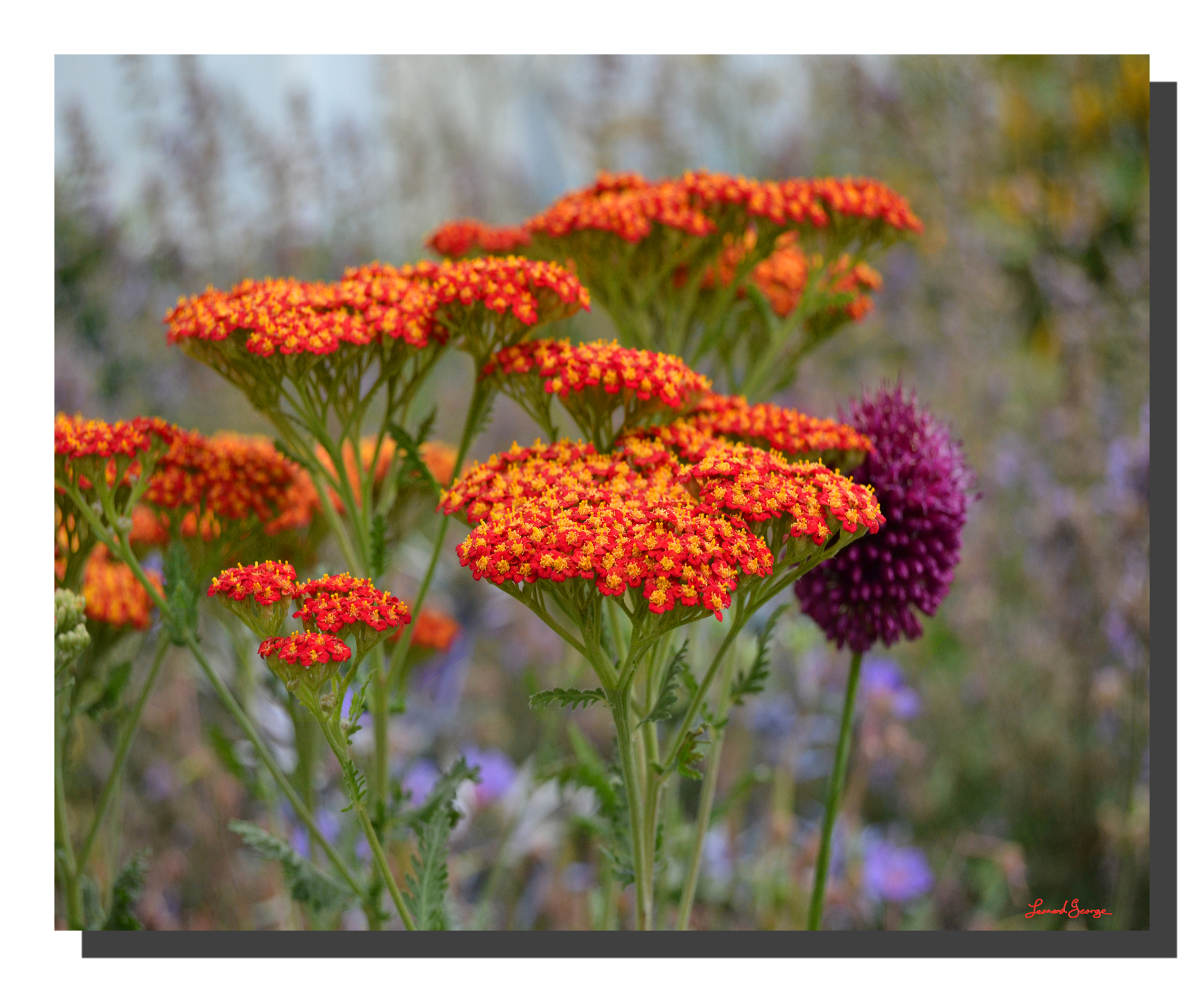 G_achillea_millefolium_001_20x16_DS Achillea Millefolium 001. 20" x 16"