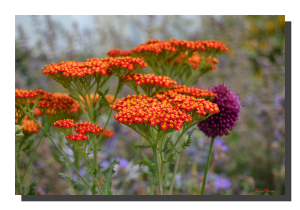Achillea Millefolium 001. 24" x 18"