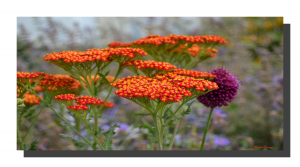 Achillea Millefolium 001. 16" x 8"