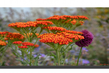 Achillea Millefolium 001. 16" x 8"