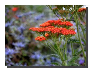 Achillea Millefolium 001. ad. 16" x 12"
