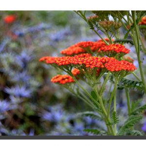 Achillea Millefolium 001. ad. 16" x 12"