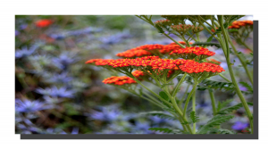 Achillea Millefolium 001. ad. 16" x 8"