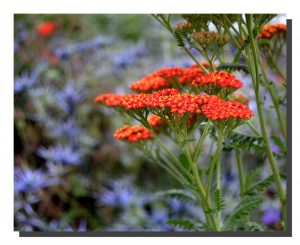 Achillea Millefolium 001. ad. 20" x 16"