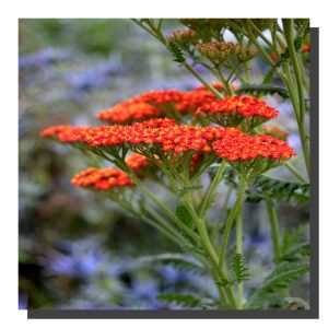 Achillea Millefolium 001. ad. 40" x 40"
