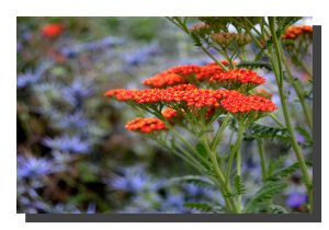 Achillea Millefolium 001. ad. 60" x 40"