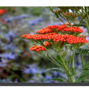 Achillea Millefolium 001. ad. 60" x 40"
