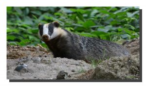 Badger 01. 20" x 11"