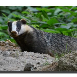 Badger 01. 20" x 11"