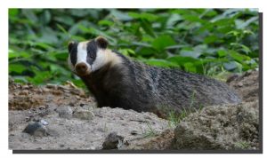 Badger 01. 30" x 17"