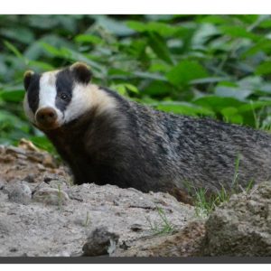 Badger 01. 30" x 17"