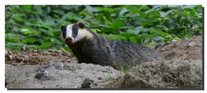 Badger 01. 40" x 17"