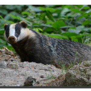 Badger 01. 40" x 17"