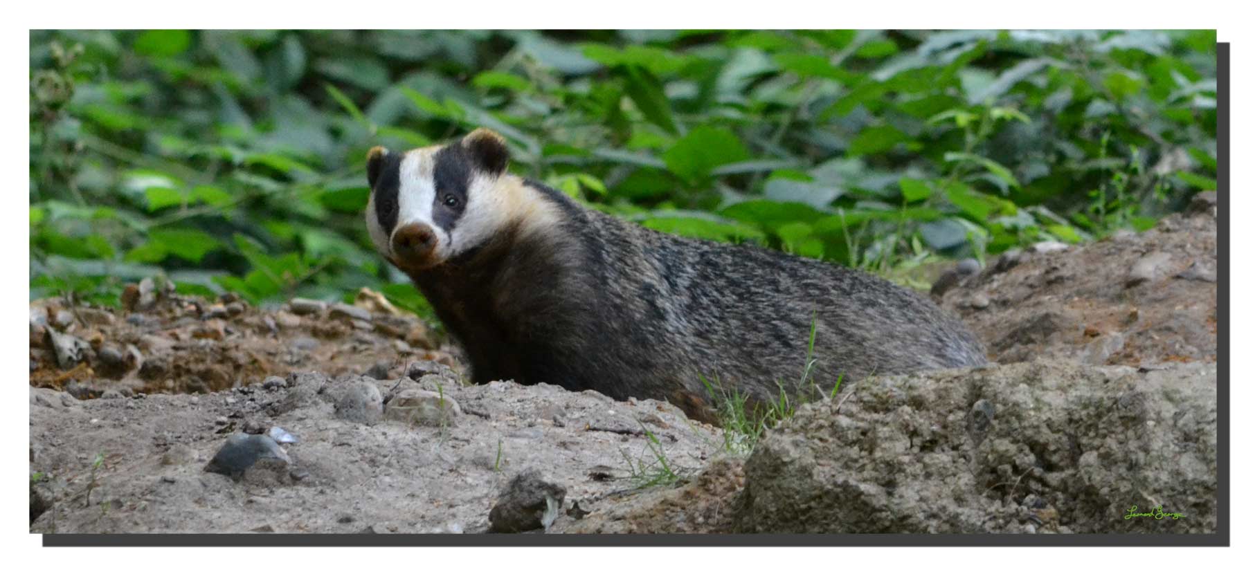 G_badger_01_40x17_DS Badger 01. 40" x 17"