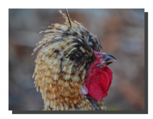 Bantam Chicken 01. 16" x 12"