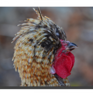 Bantam Chicken 01. 16" x 12"