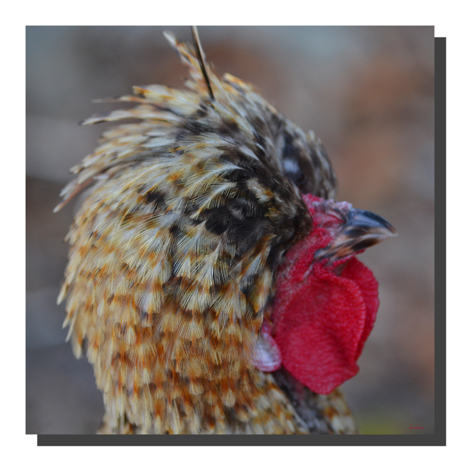 G_bantam_chicken_01_16x16_DS Bantam Chicken 01. 16" x 16"