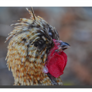 Bantam Chicken 01. 18" x 12"