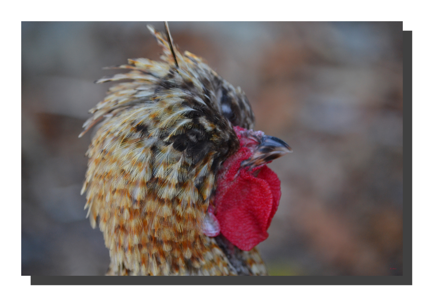 G_bantam_chicken_01_18x12_DS Bantam Chicken 01. 18" x 12"