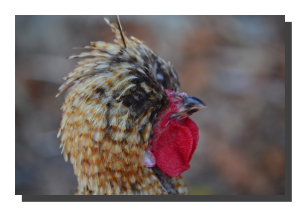 Bantam Chicken 01. 60" x 40"