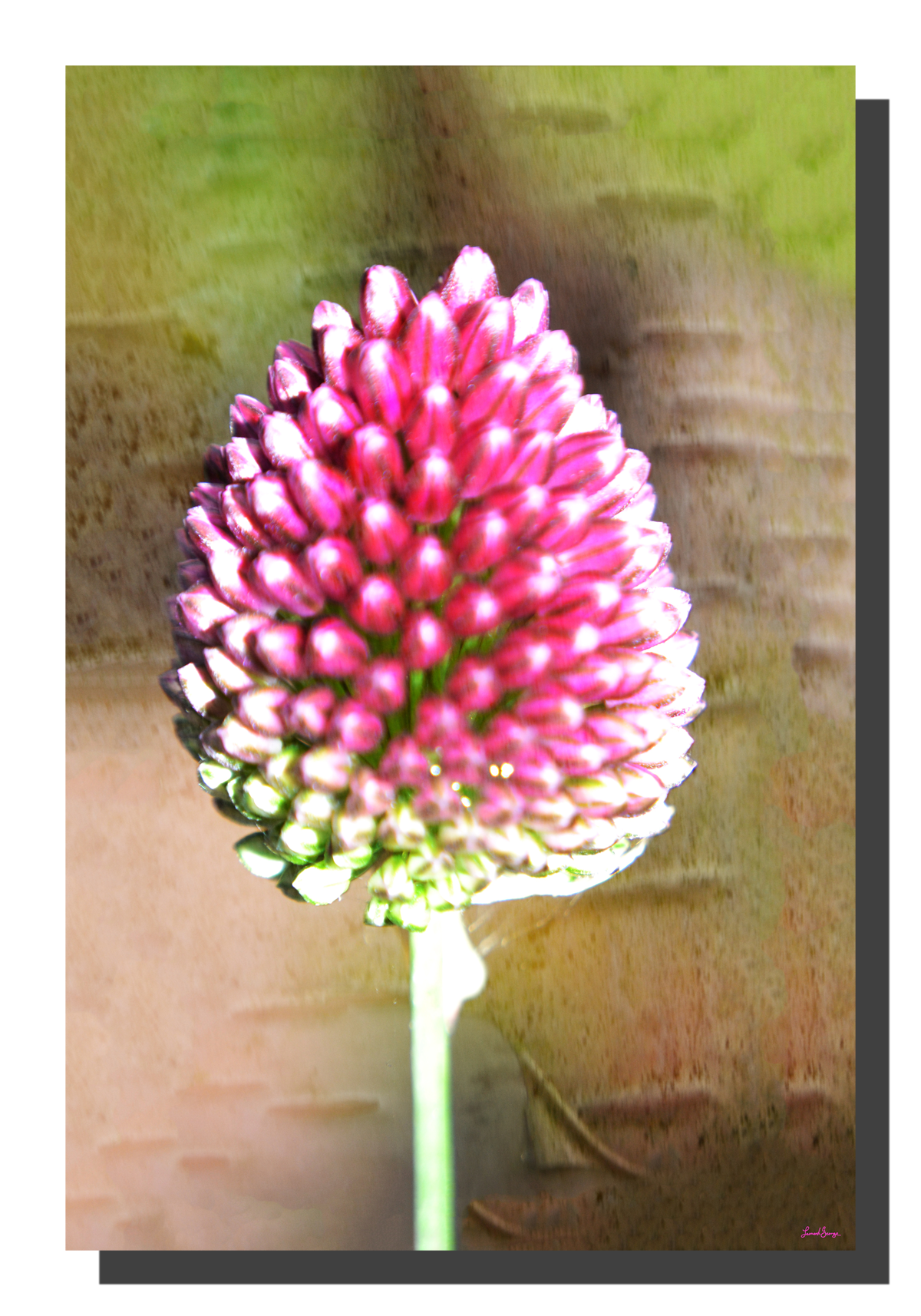 G_barking_pink_20x30_DS Barking Pink 20" x 30"