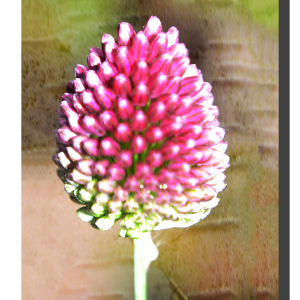 Barking Pink 40" x 60"