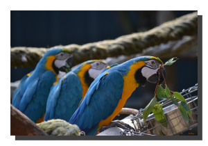Blue & Yellow Macaws 01. 60" x 40"