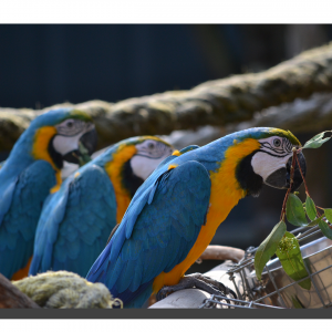 Blue & Yellow Macaws 01. 60" x 40"