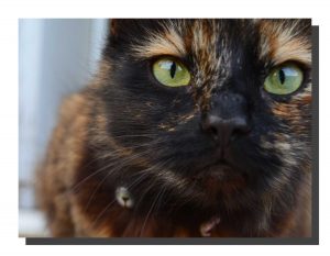 Felia the Cat 16" x 12"