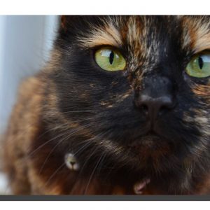 Felia the Cat 16" x 12"