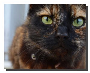 Felia The Cat. 20" x 16"