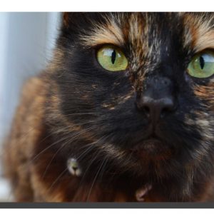 Felia The Cat. 20" x 16"