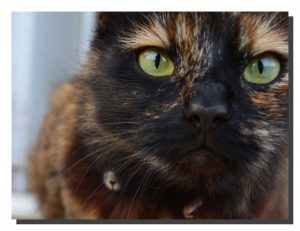 Felia The Cat. 24" x 18"