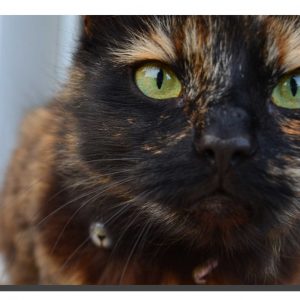 Felia The Cat. 24" x 18"