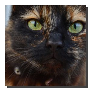 Felia The Cat. 40" x 40"