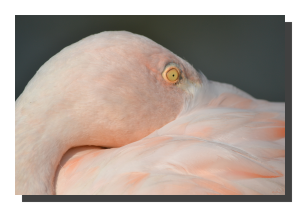 Flamingo 01. 18" x 12"