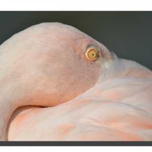 Flamingo 01. 60" x 40"