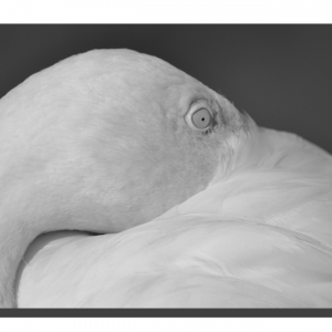 Flamingo 01_v2. 30" x 20"