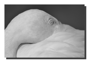 Flamingo 01_v2. 60" x 40"