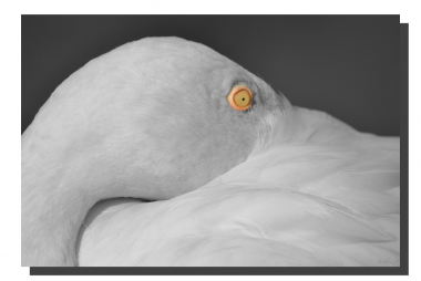 Flamingo 01_v3. 18" x 12"