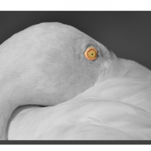 Flamingo 01_v3. 60" x 40"