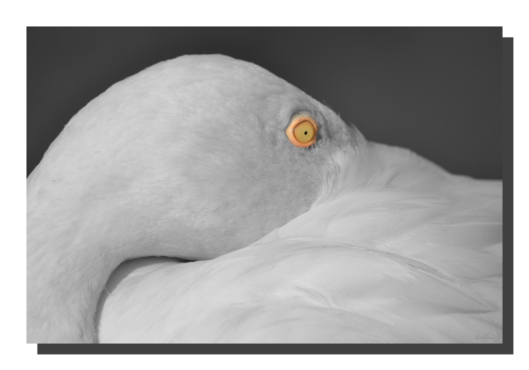 G_flamingo_01_v3_60x40_DS Flamingo 01_v3. 60" x 40"