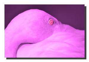 Flamingo 01_v4. 18" x 12"