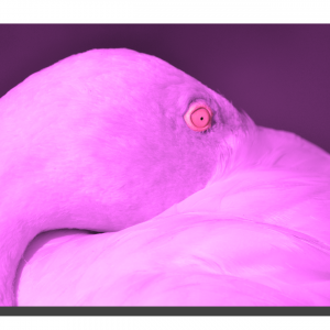 Flamingo 01_v4. 24" x 16"