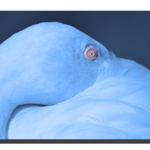 Flamingo 01_v5. 18" x 12"