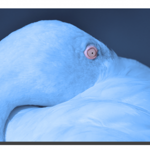 Flamingo 01_v5. 24" x 16"